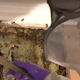Imagen para el artículo titulado Qué ocurre cuando descubres una colmena con 30.000 abejas agresivas en tu propia casa